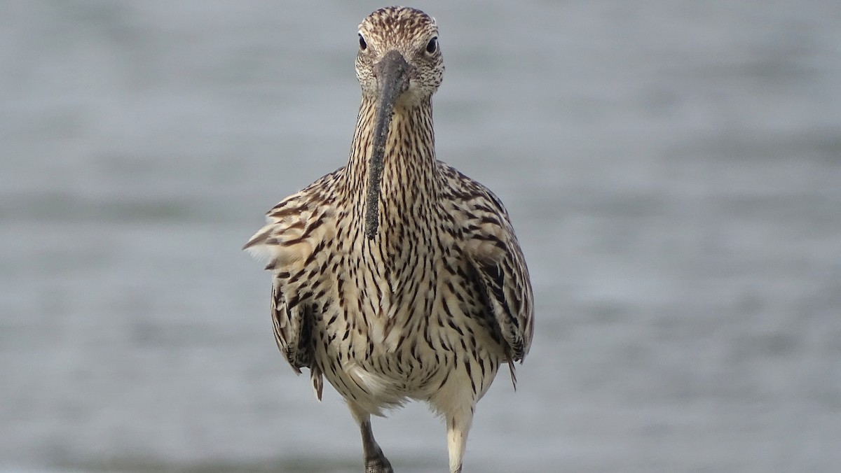 Far Eastern Curlew - Kim Cancino