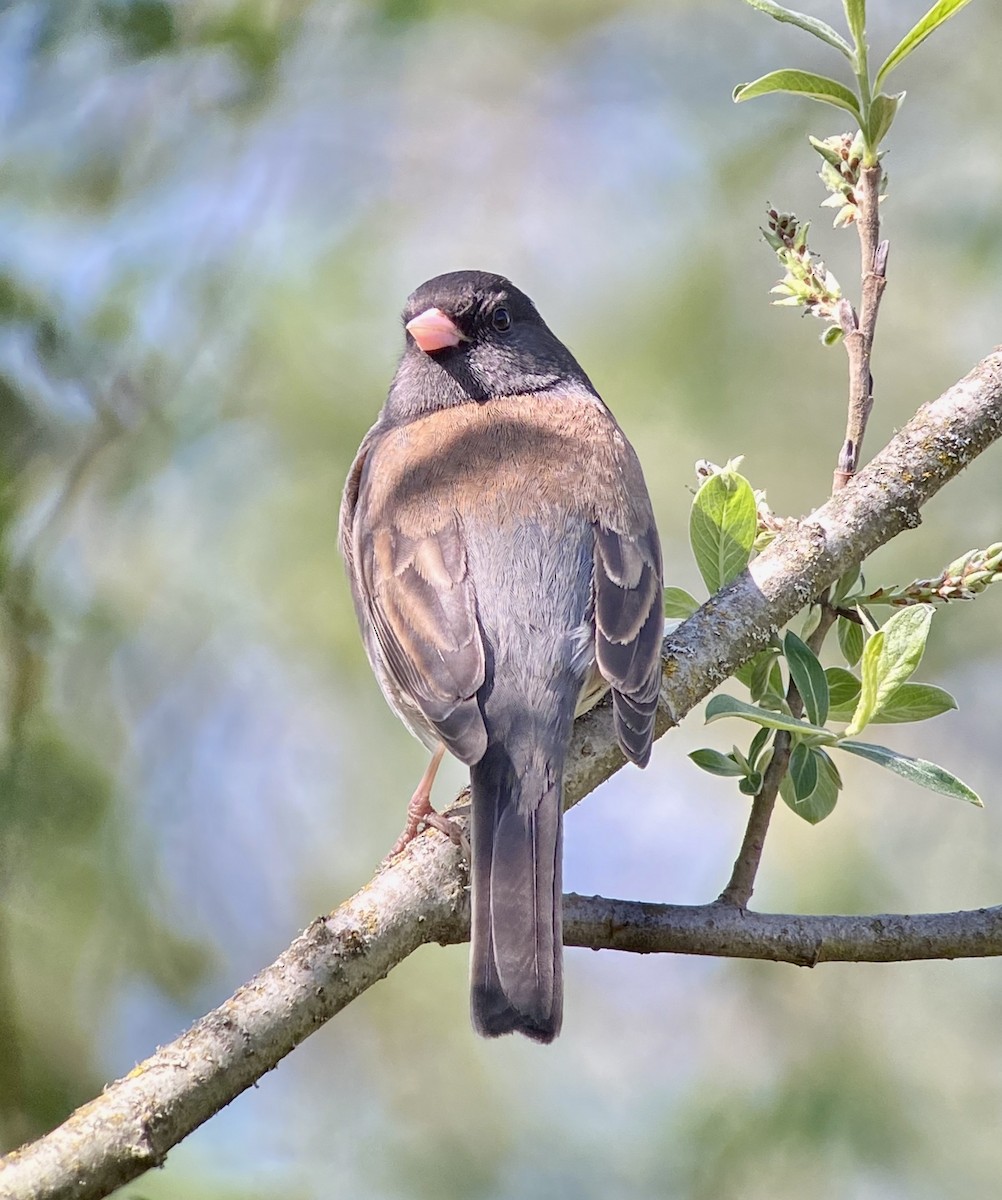 Dark-eyed Junco (Oregon) - ML329198961