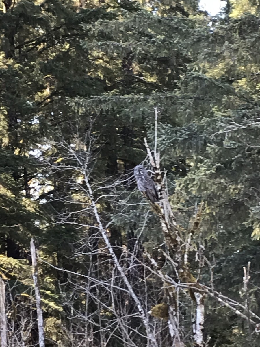 Great Gray Owl - ML329198981
