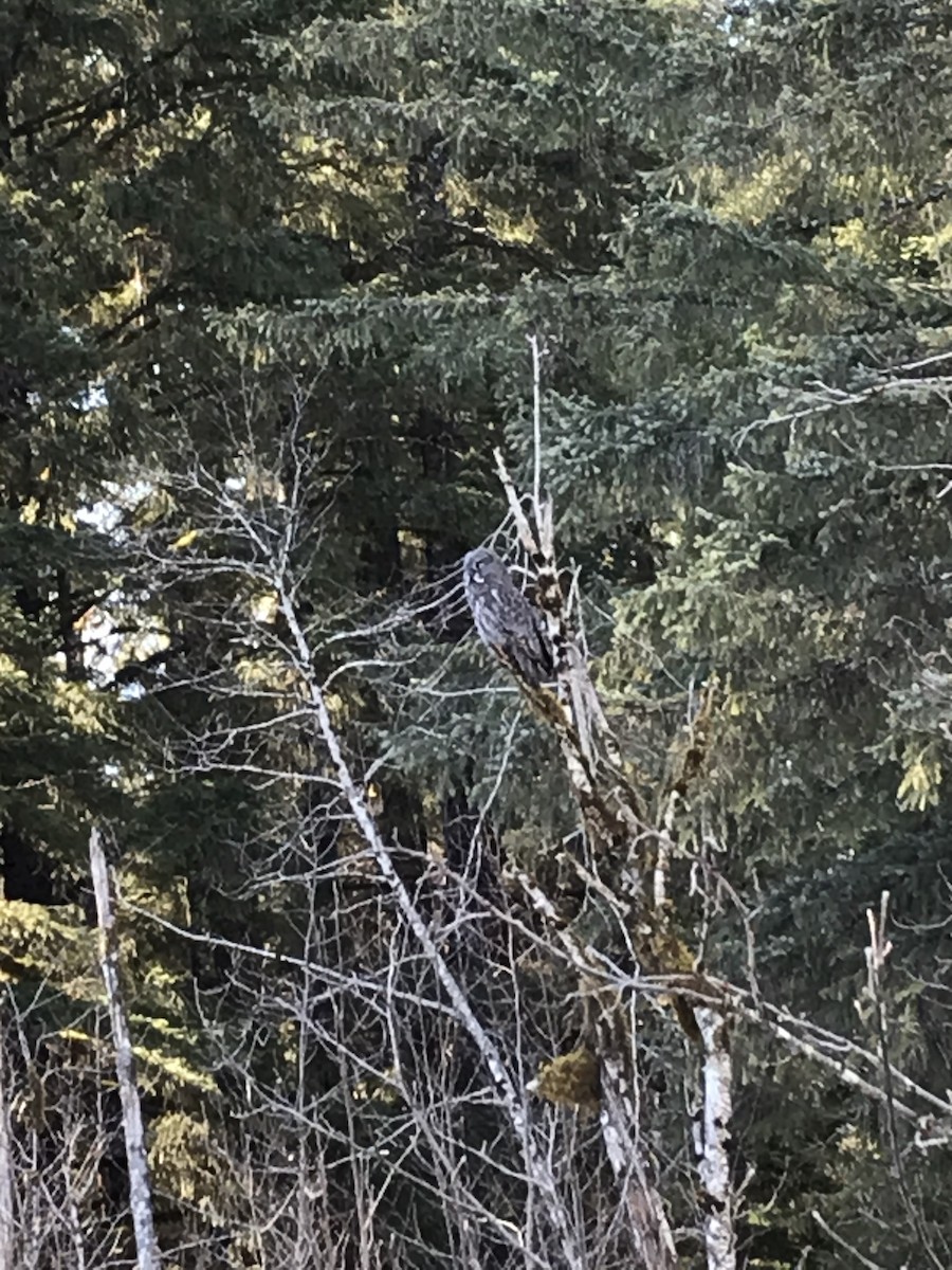 Great Gray Owl - ML329198991
