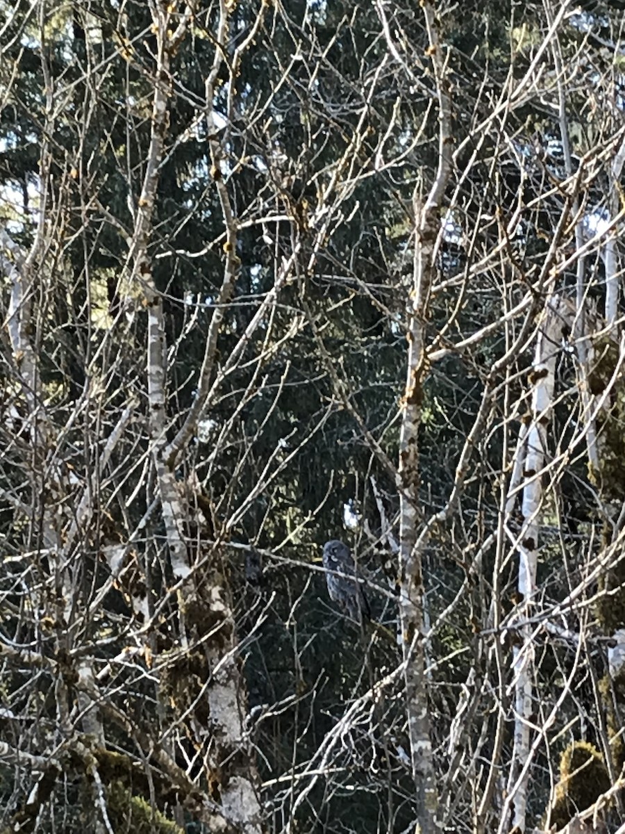 Great Gray Owl - ML329199021