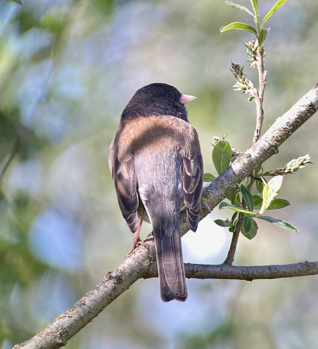 Dark-eyed Junco (Oregon) - ML329199181
