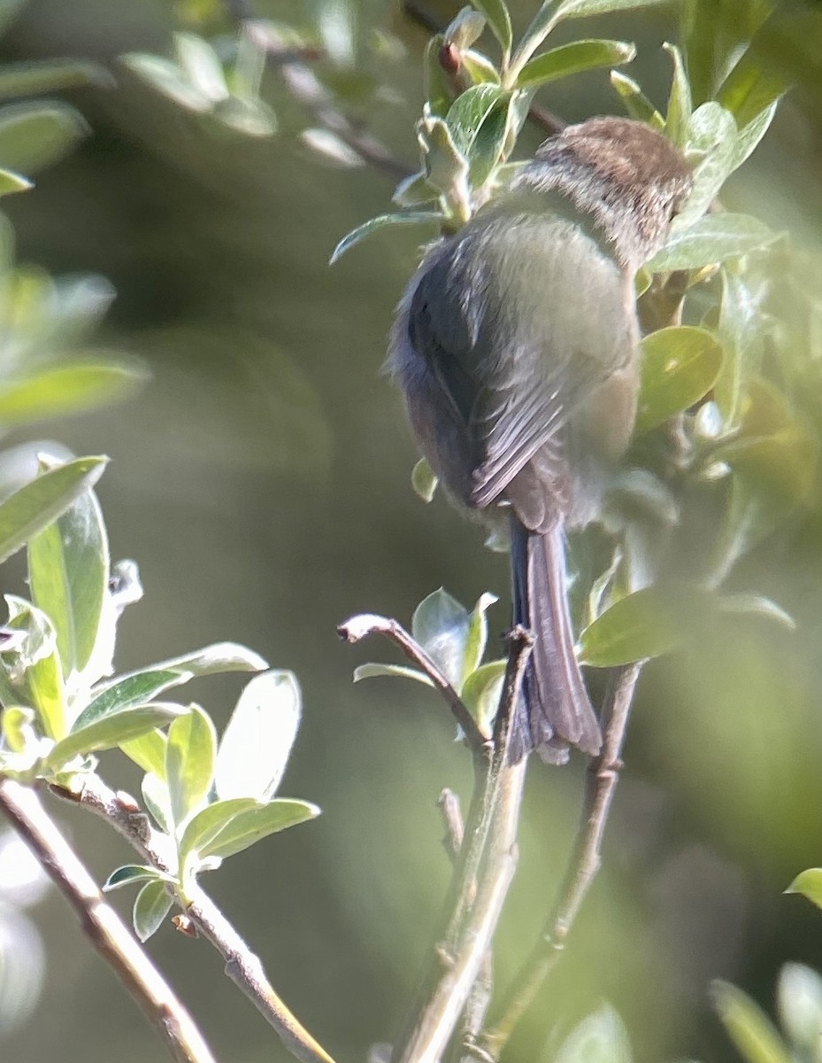 Bushtit (Pacific) - ML329199991