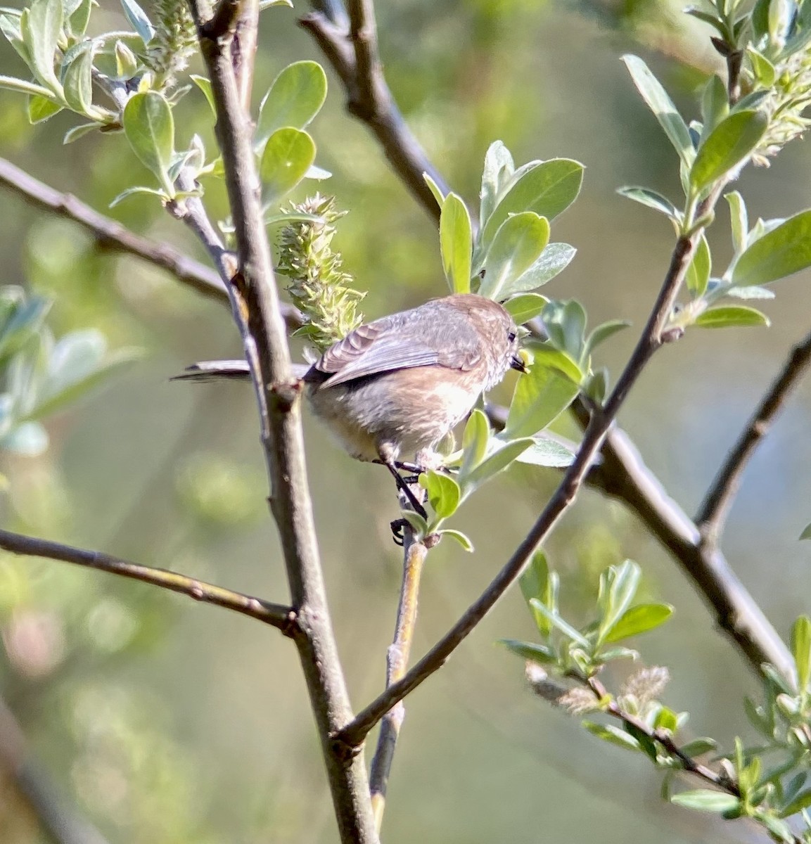 Bushtit (Pacific) - ML329200001