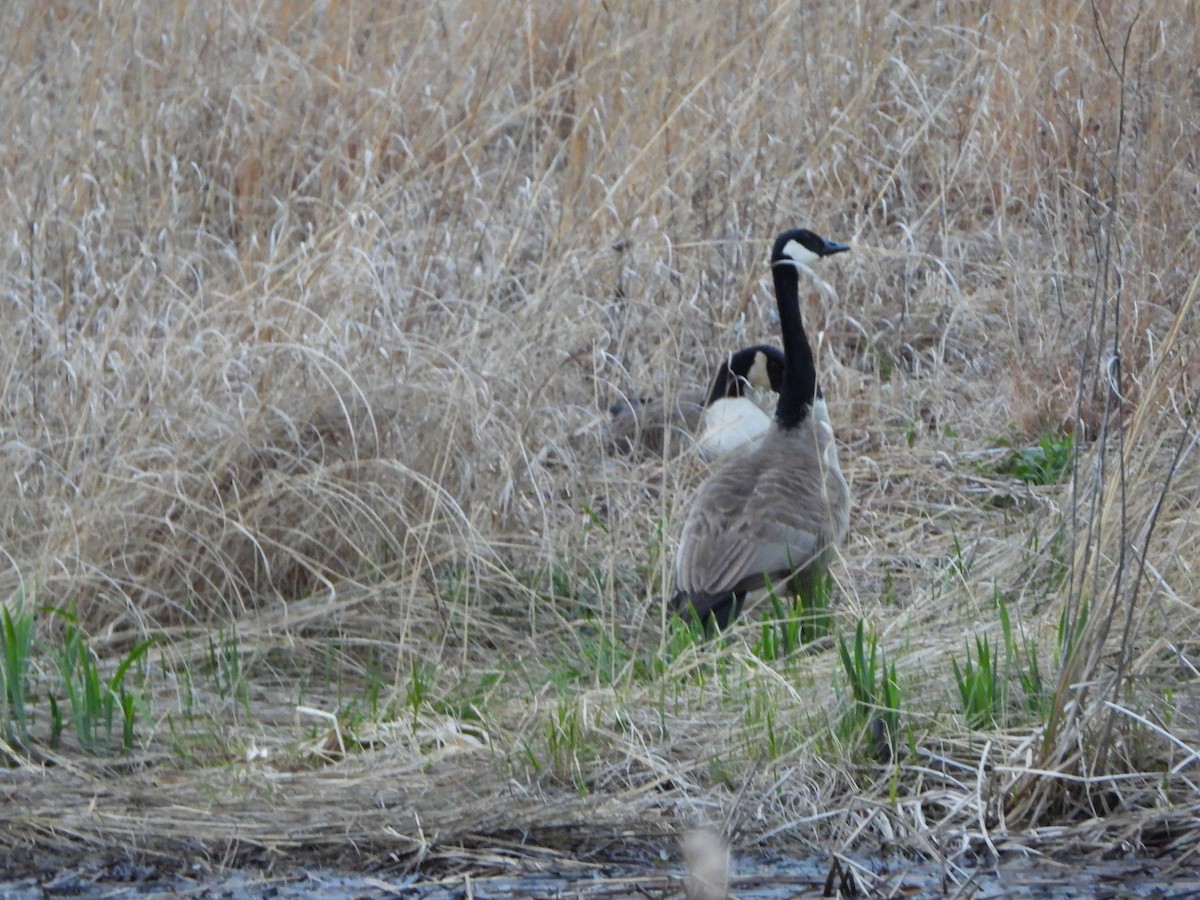 Canada Goose - ML329201031