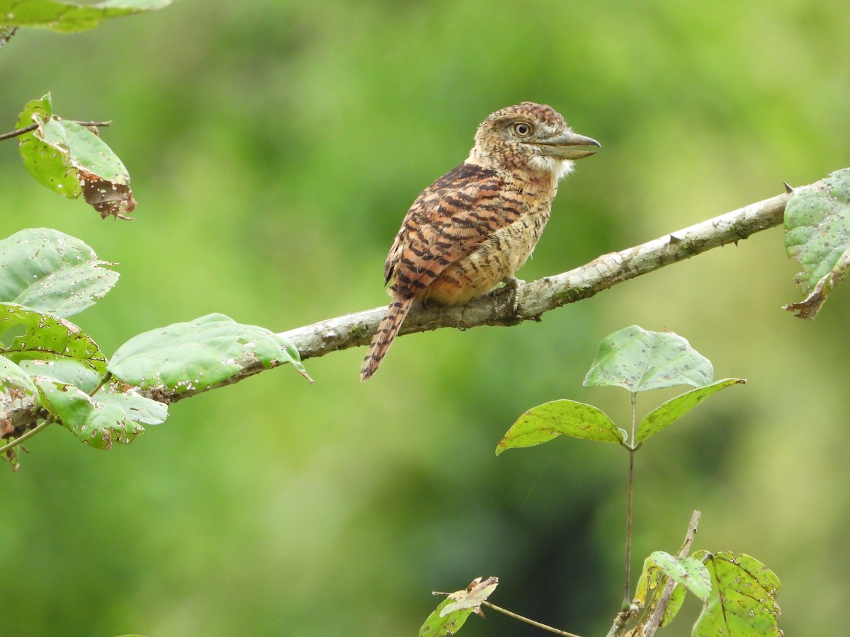 Barred Puffbird - ML329201141