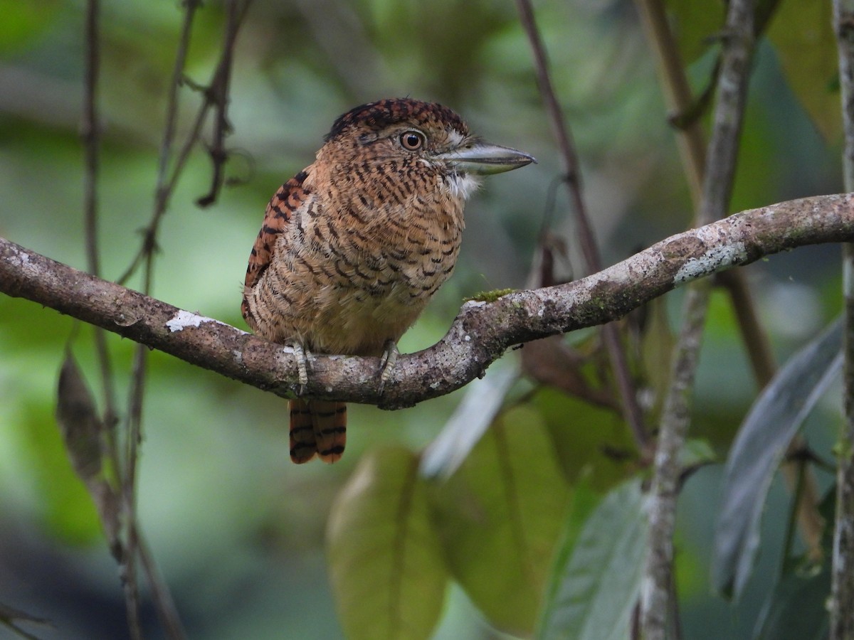 Barred Puffbird - ML329201151