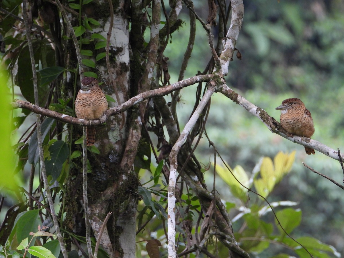 Barred Puffbird - ML329201161