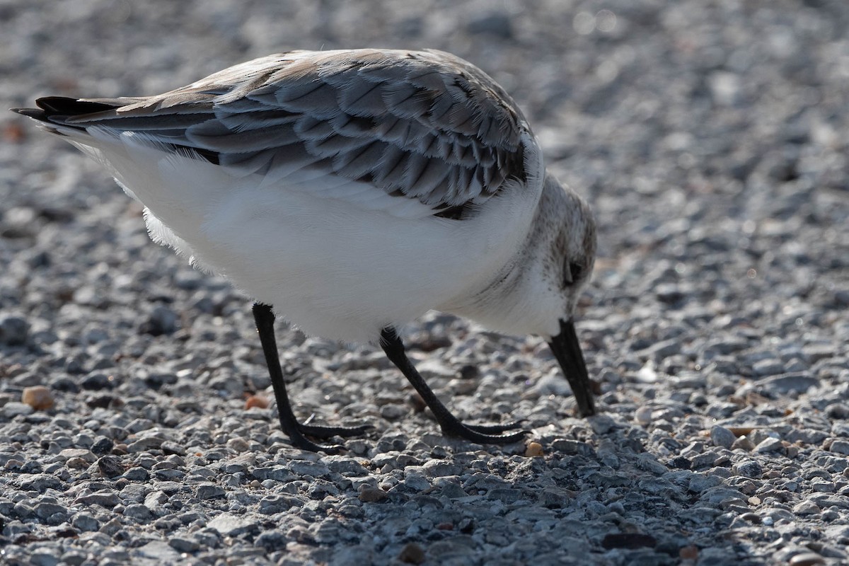 Sanderling - Scott Buckel