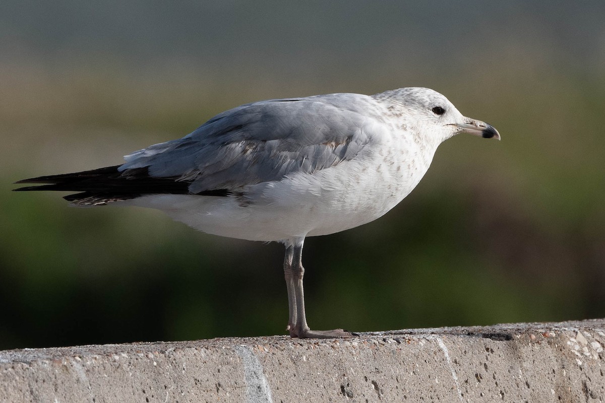 Ring-billed Gull - ML329202711