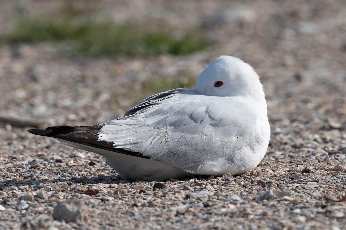 Ring-billed Gull - ML329202791