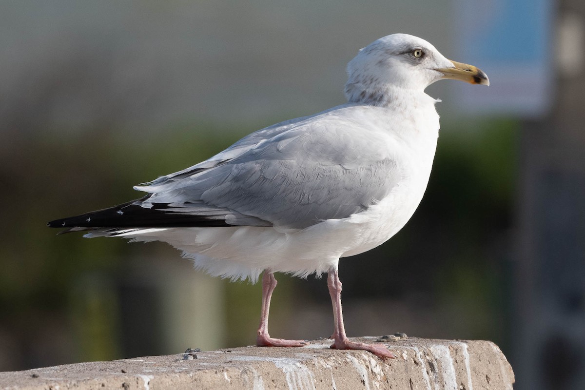 Herring Gull - Scott Buckel