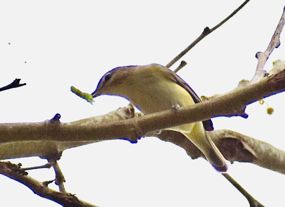 Warbling Vireo - ML329203101