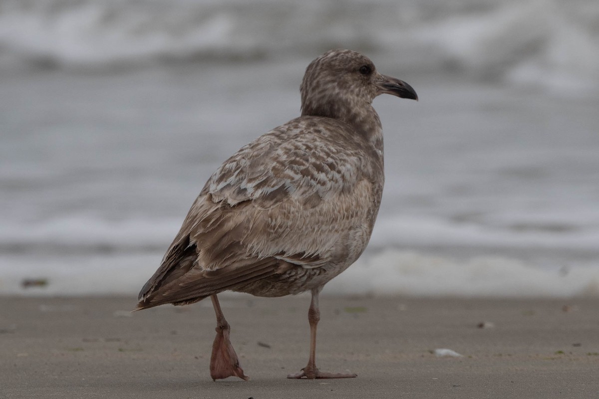 Herring Gull - Scott Buckel