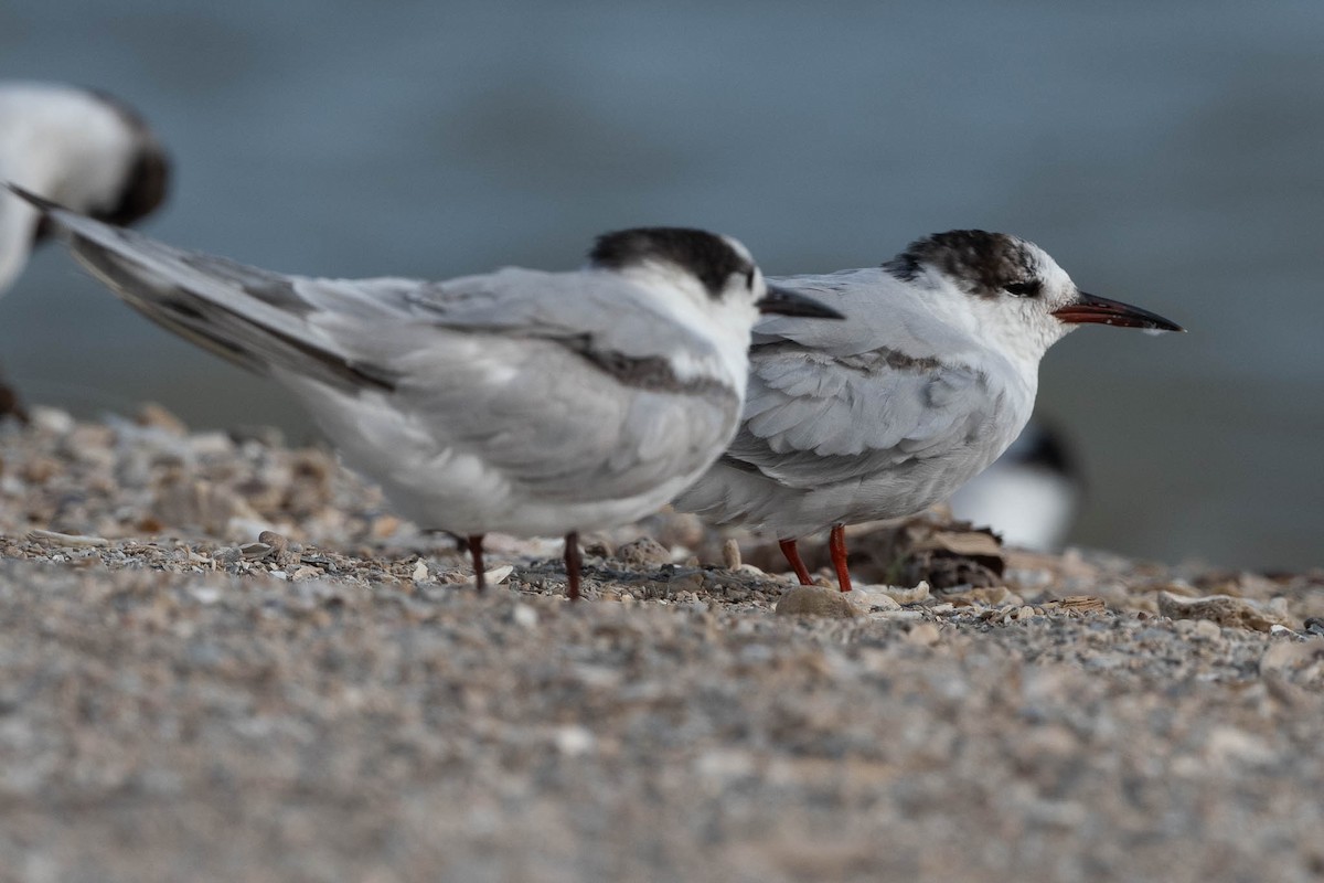 Common Tern - ML329203691