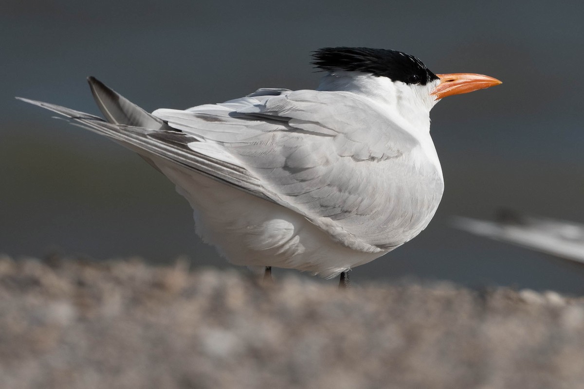 Royal Tern - Scott Buckel