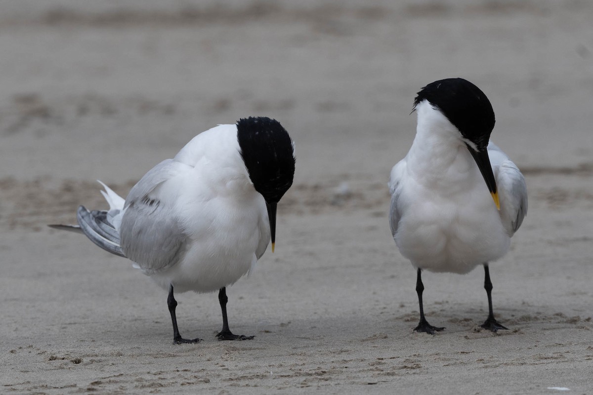 Sandwich Tern - Scott Buckel