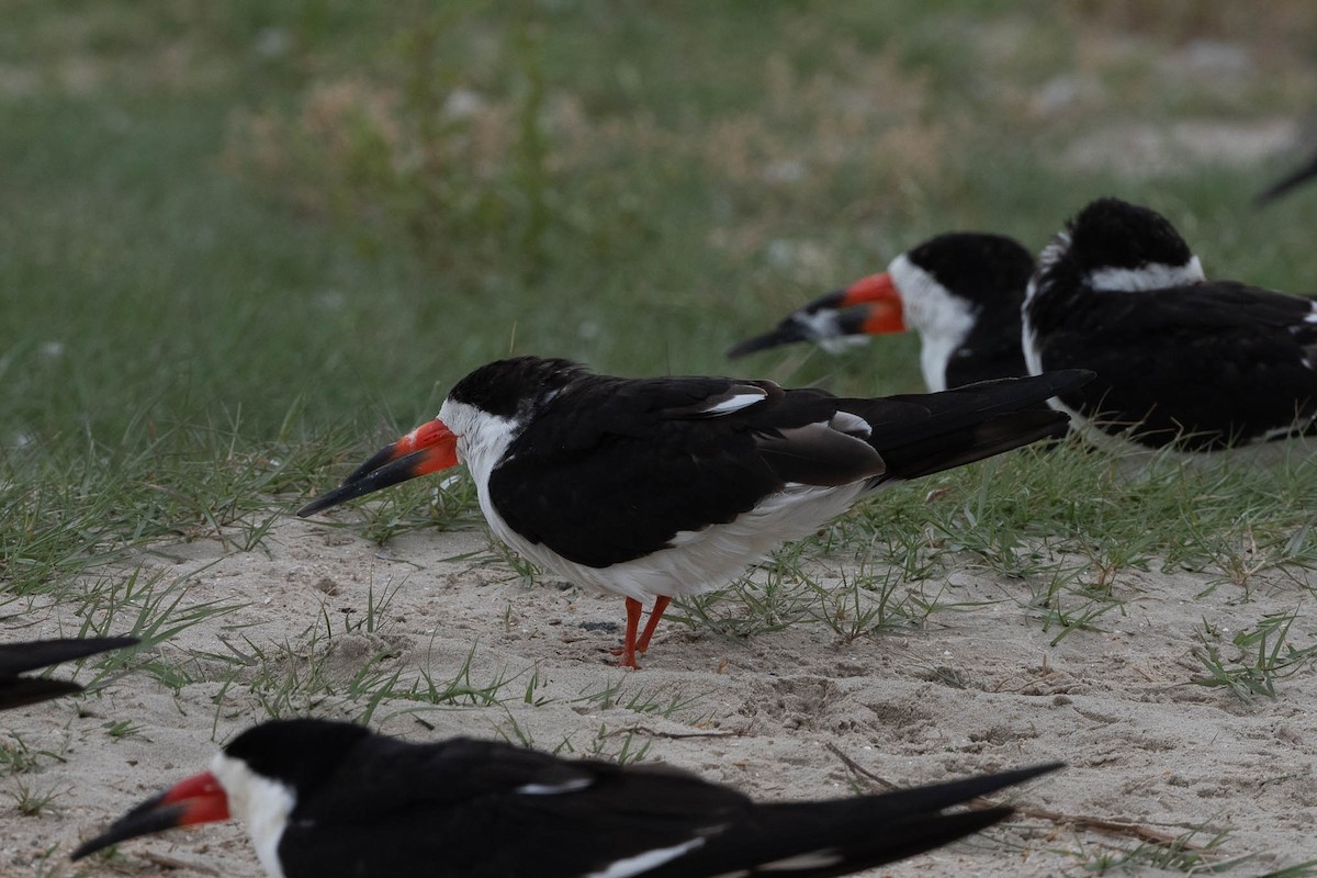 Black Skimmer - Scott Buckel