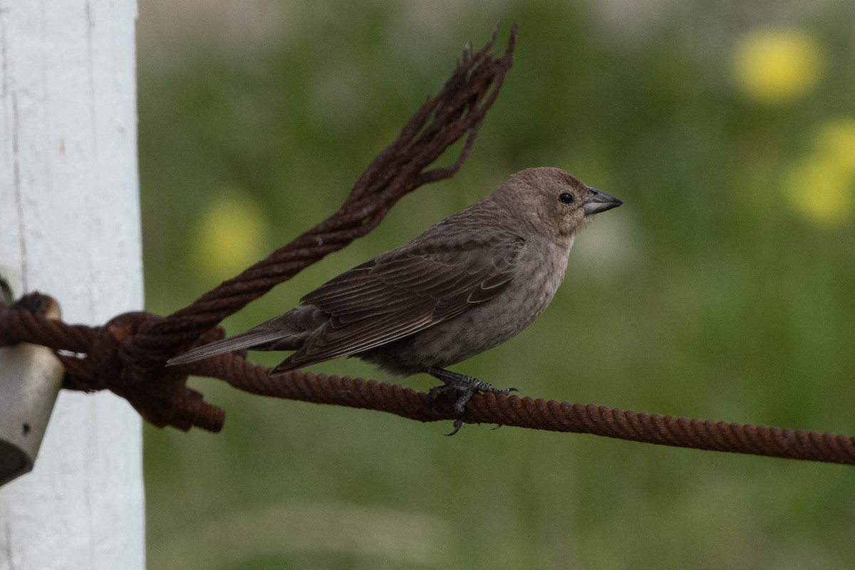 Brown-headed Cowbird - Scott Buckel