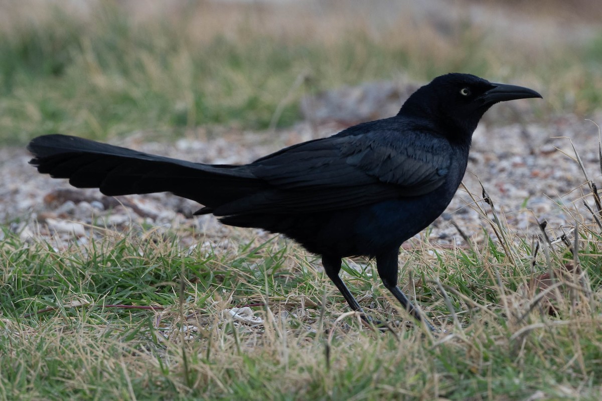 Great-tailed Grackle - ML329204701