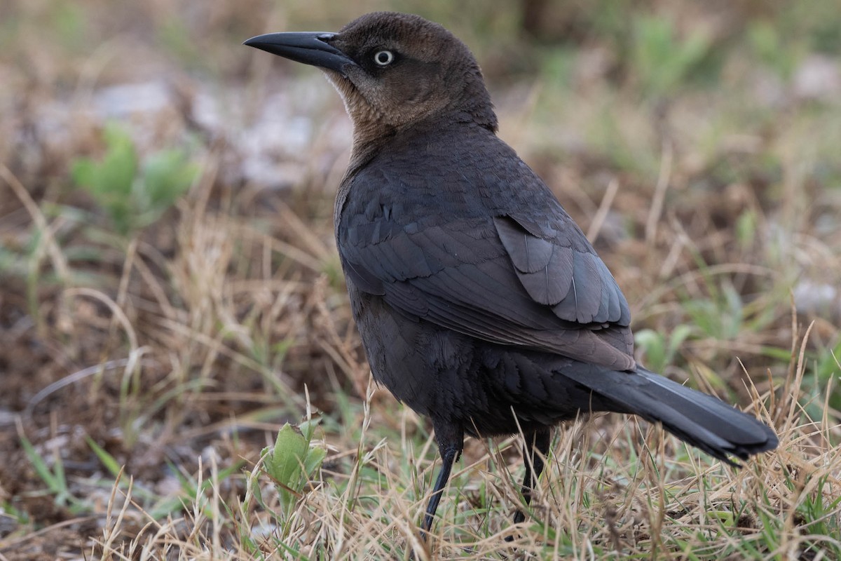 Great-tailed Grackle - Scott Buckel