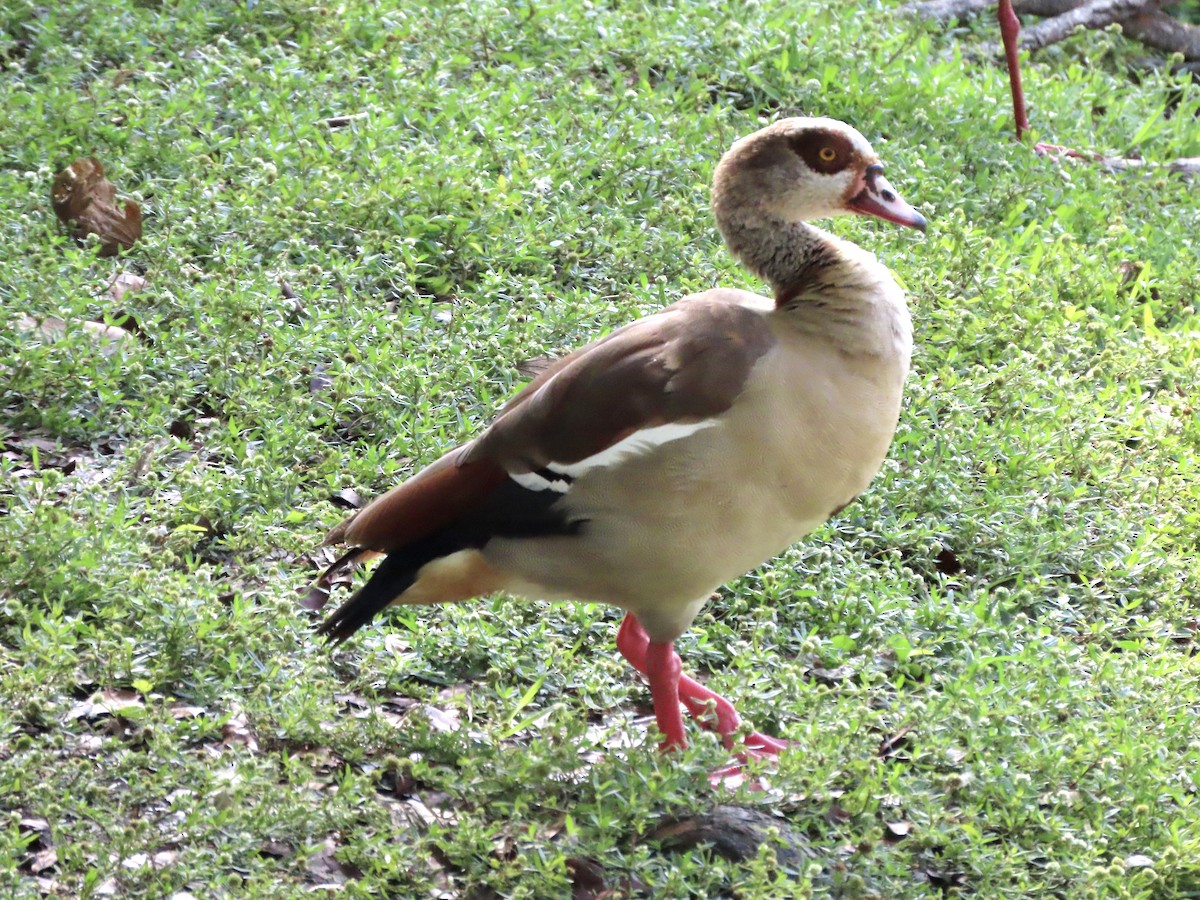 Egyptian Goose - Lisa Owens