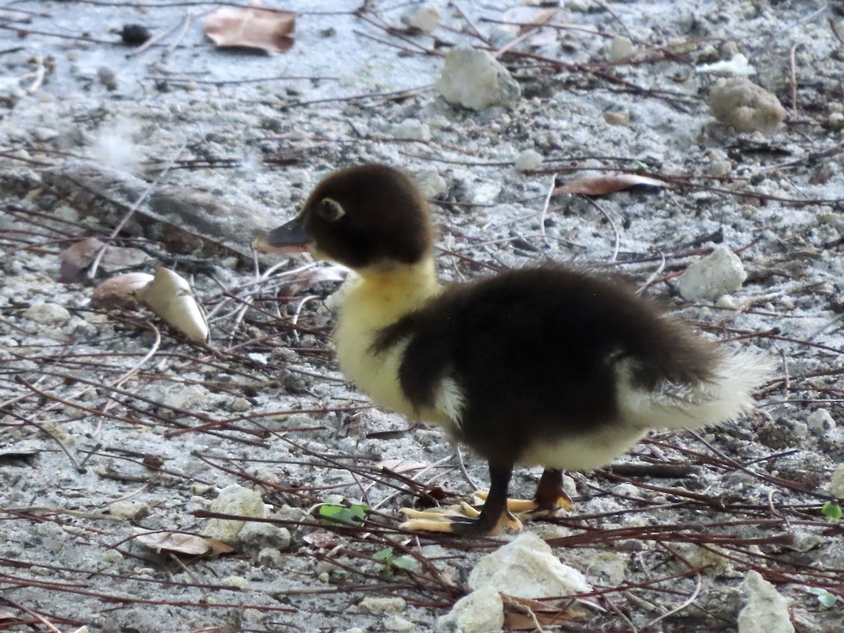 Muscovy Duck (Domestic type) - ML329204841