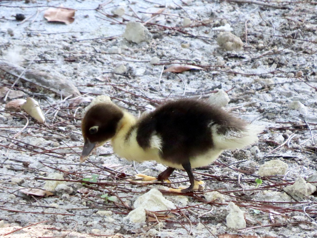 Muscovy Duck (Domestic type) - ML329204851