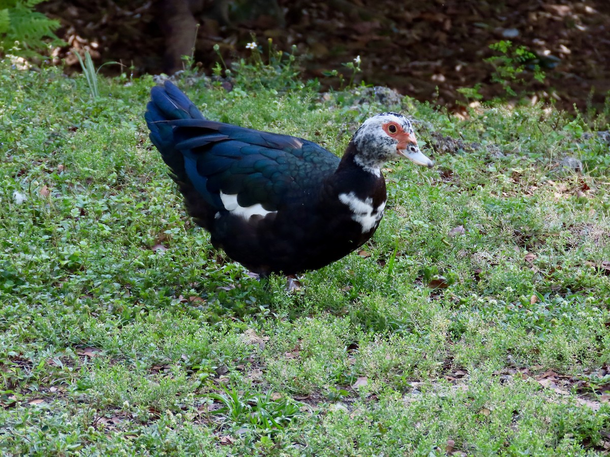 Muscovy Duck (Domestic type) - ML329204861