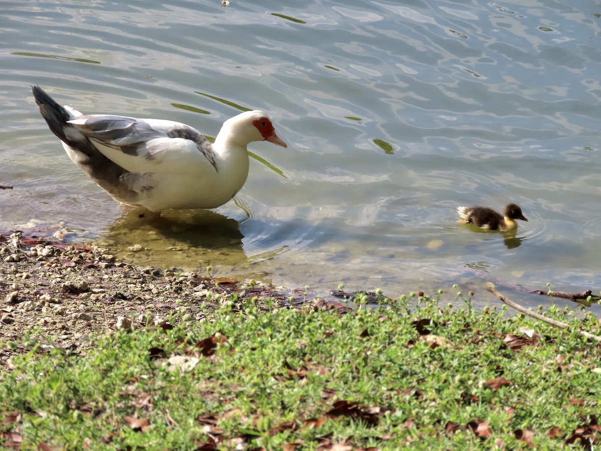 Muscovy Duck (Domestic type) - ML329204871