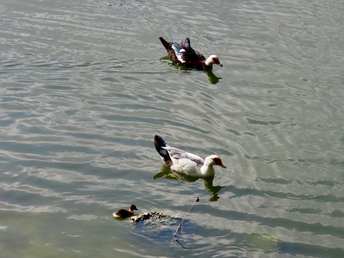 Muscovy Duck (Domestic type) - ML329204881