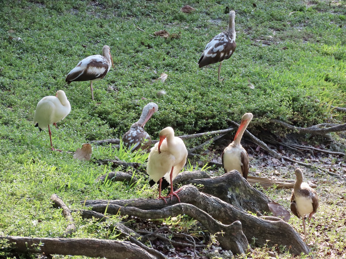 White Ibis - ML329204921