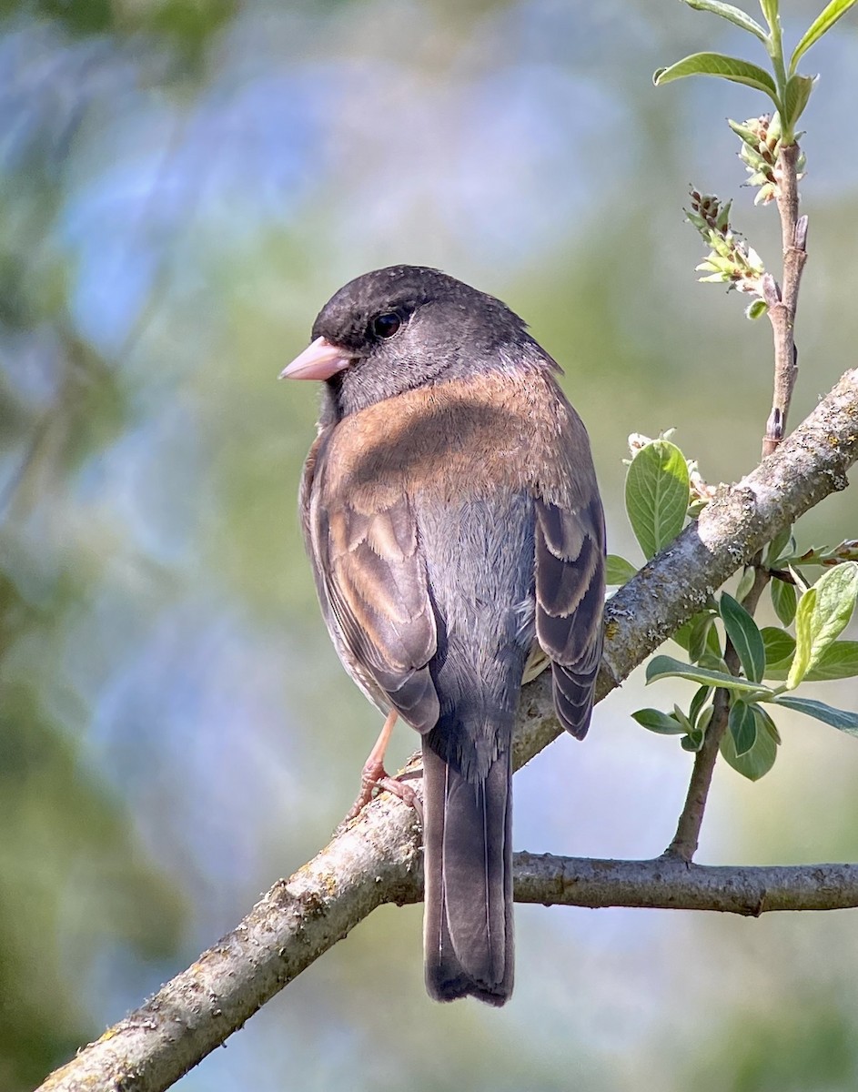 Dark-eyed Junco (Oregon) - ML329205071