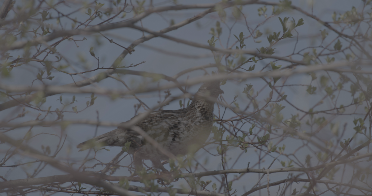 Ruffed Grouse - ML329205491