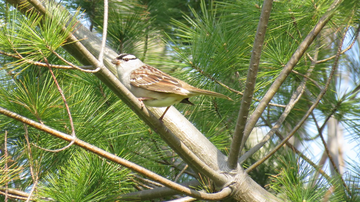White-crowned Sparrow - ML329206321