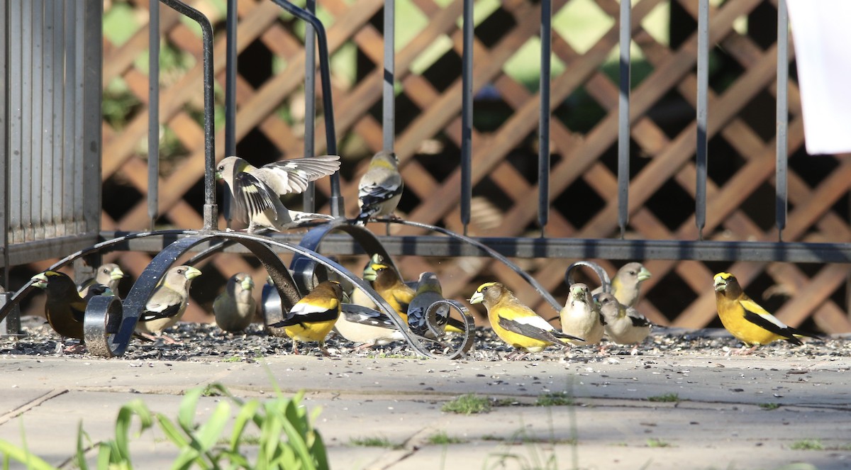 Evening Grosbeak - ML329208181