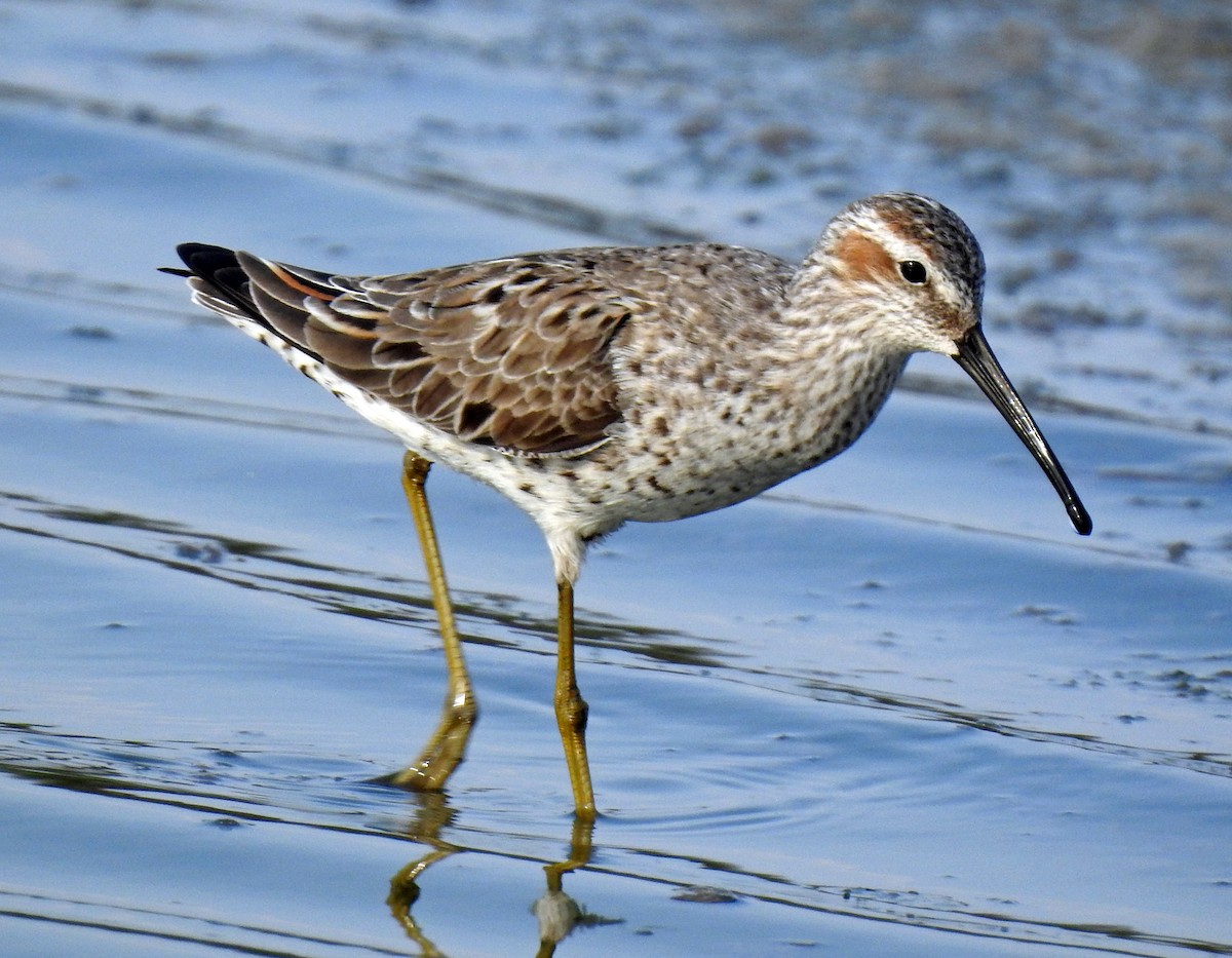 Stilt Sandpiper - ML329209301