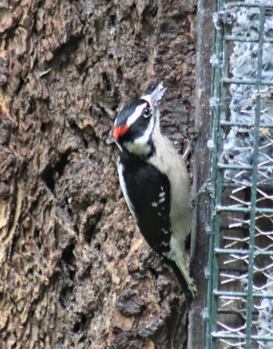 Downy Woodpecker (Pacific) - ML329209561