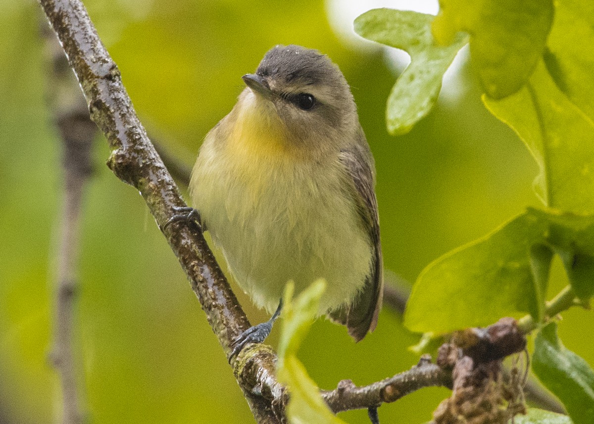 Philadelphia Vireo - Michael Linz