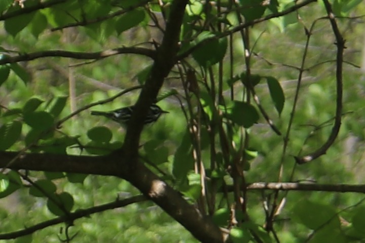 Black-and-white Warbler - ML329210851