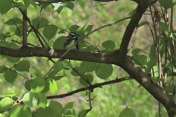 Black-and-white Warbler - ML329210921