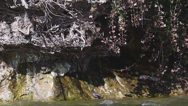 אמודאי אמריקני - ML329211831