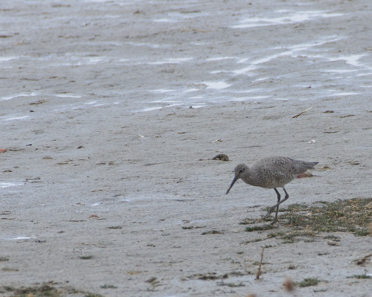 Willet - Mark Minner-Lee 🦉