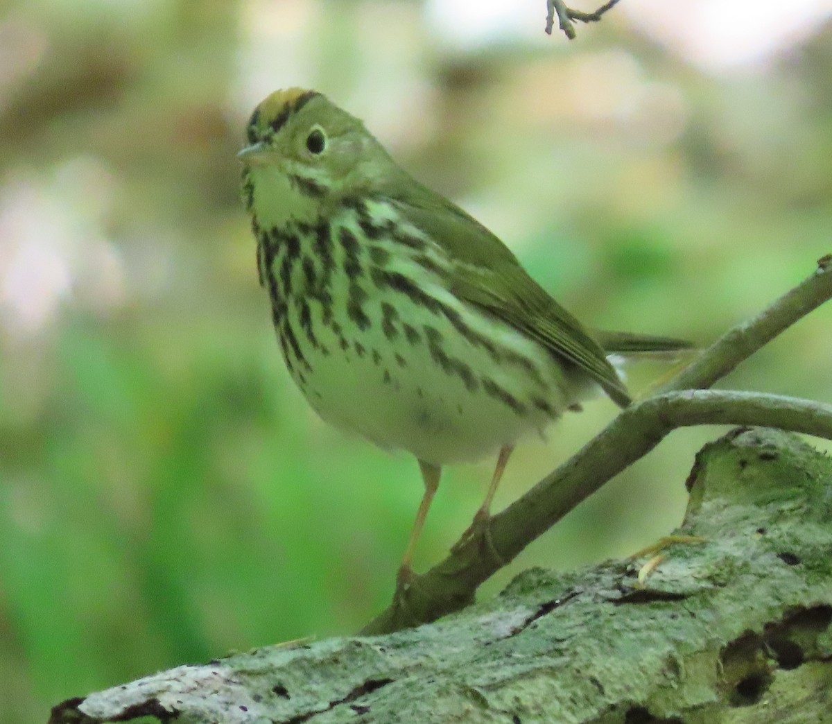 Ovenbird - ML329214091