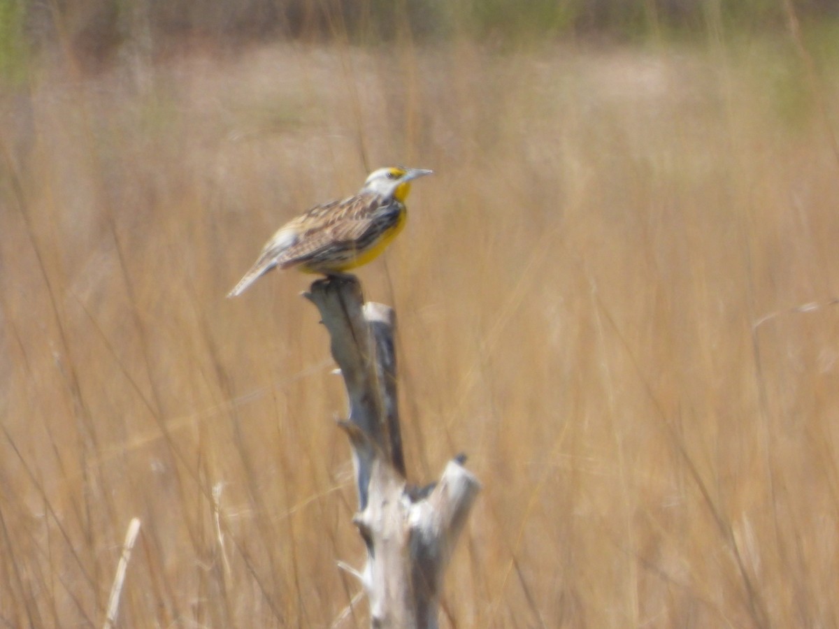 Eastern Meadowlark - ML329218171