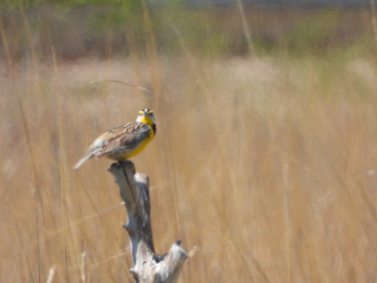 Eastern Meadowlark - ML329218251