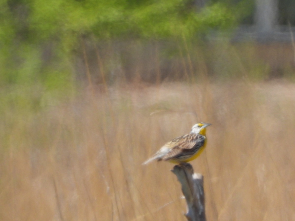 Eastern Meadowlark - ML329218261
