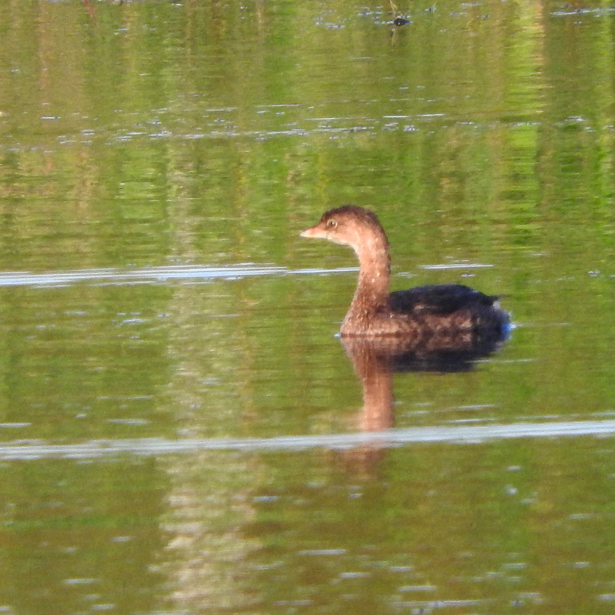 Pied-billed Grebe - ML32921881