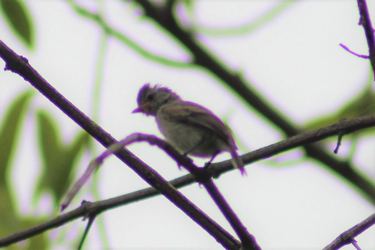 Northern Beardless-Tyrannulet - ML329218951