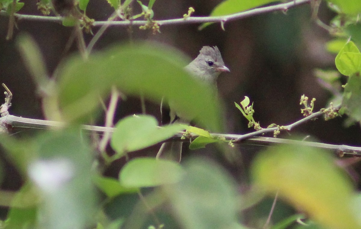 Northern Beardless-Tyrannulet - ML329218961